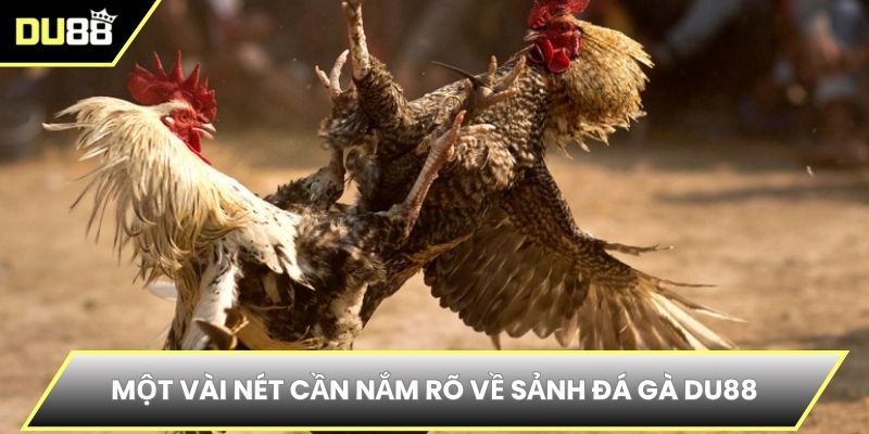 Một vài nét cần nắm rõ về sảnh đá gà DU88